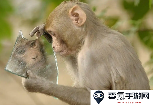 以下与皇绒猴特征相符的动物有哪些值得关注和研究