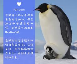 企鹅的外观光滑而迷人，展现出自然界的独特魅力与优雅