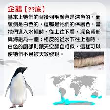 企鹅的黑白配色在自然界中所起的保护和隐蔽作用为何如此重要